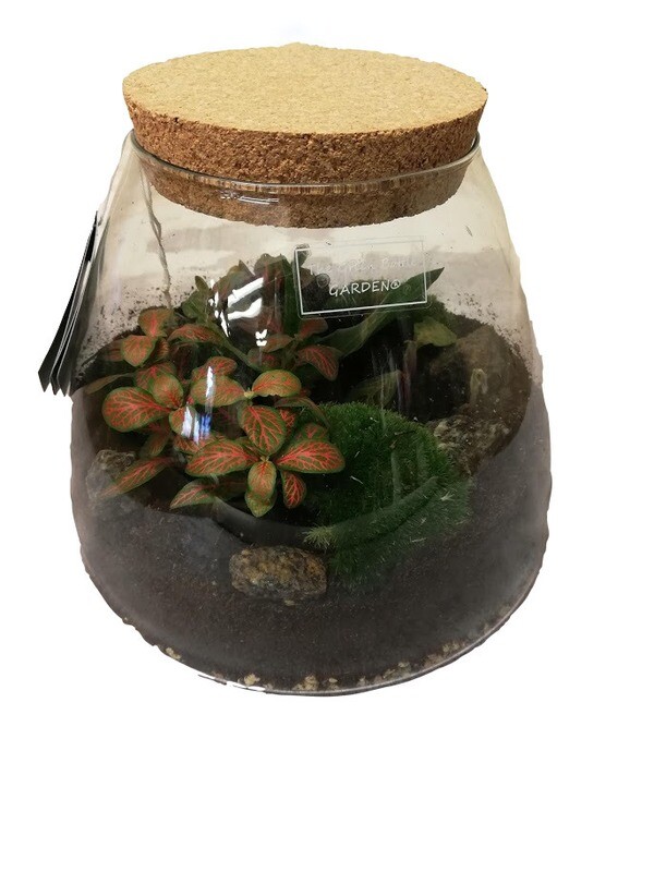 Terrarium piccolo