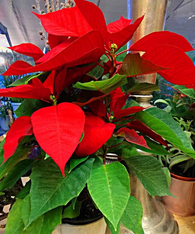 Stella di natale in pianta grande