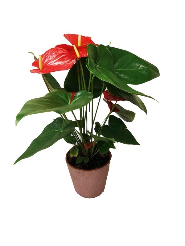 Pianta Anthurium