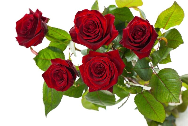 Mazzo 5 Rose Rosse