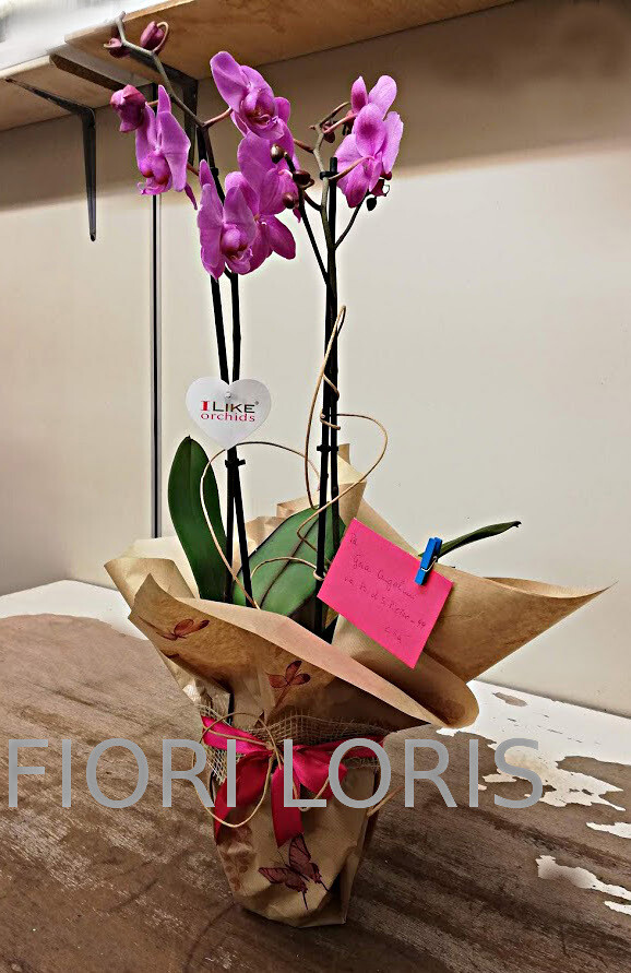 Pianta Orchidea due tralci colorata