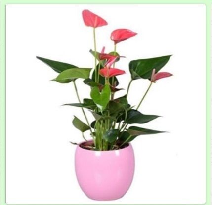 Anthurium con coprivaso in ceramica