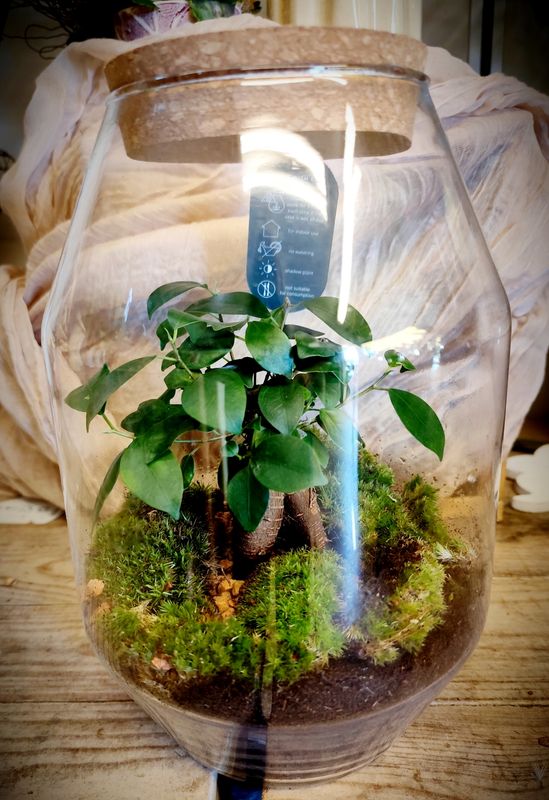 Terrarium con ficus ginseng 