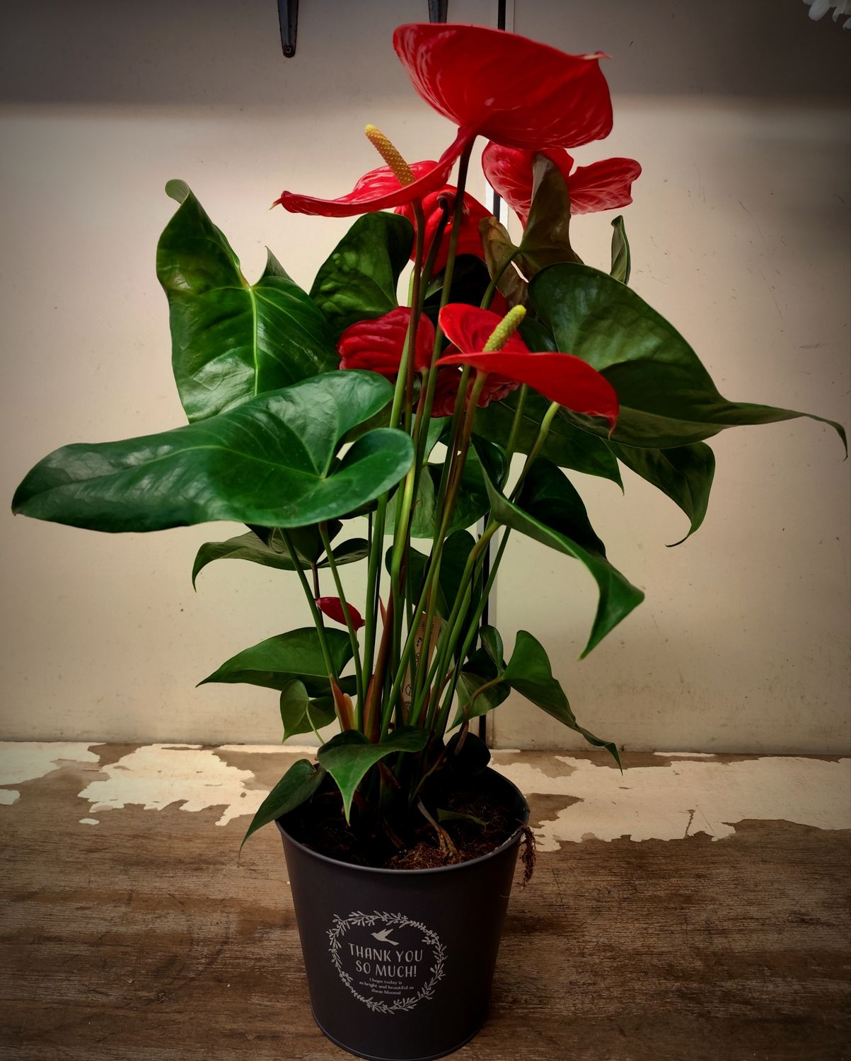Anthurium con coprivaso 