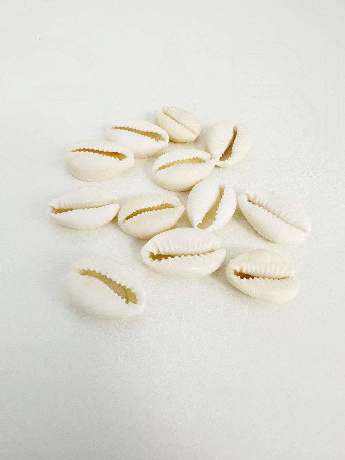 Kriauklės, 16~18x12~13x5~7mm ,  baltos spalvos, 12vnt