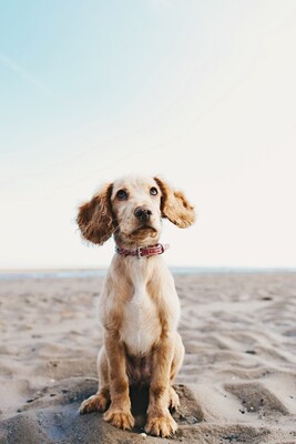 Pet Collars, Harnesses and Leashes