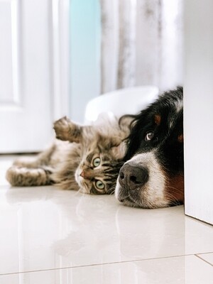 Pet Beds and Cooling Pads