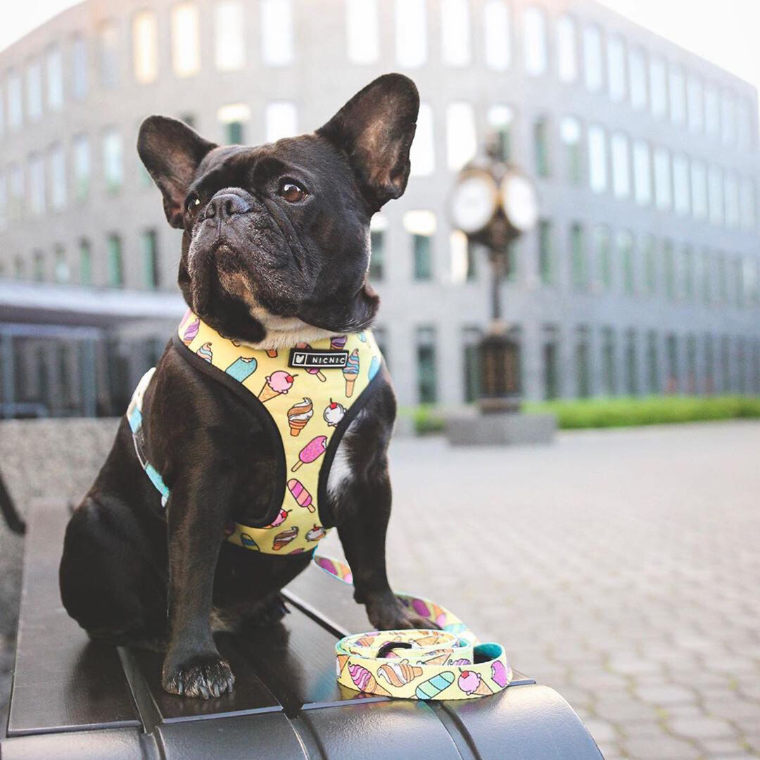 &quot;Sammy&quot; Popsicles&#39;n&#39;Unicorns Cheerful Pet Harness and Leash Set