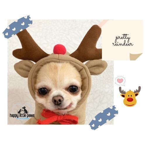 &quot;Daisy&quot; Cute Clothing Items
