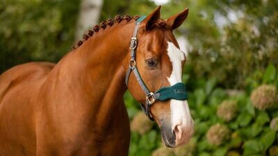 LeMieux AW23 Vogue Headcollar & Leadrope