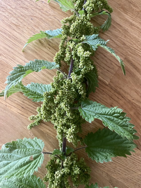 Nettle Seed Tincture