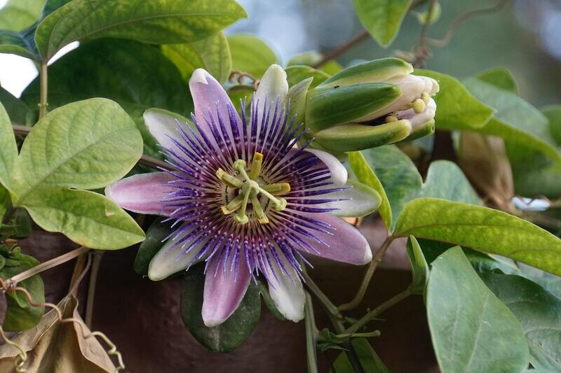 California Poppy &amp; Passion Flower Tincture