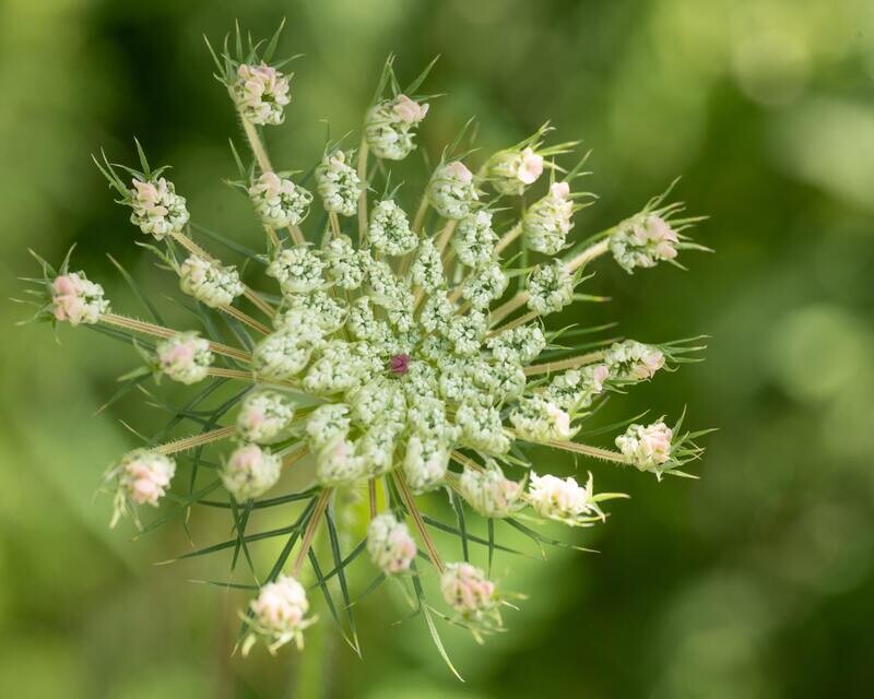 Queen Anne&#39;s Lace Tincture