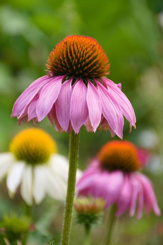 Echinacea Root Tincture