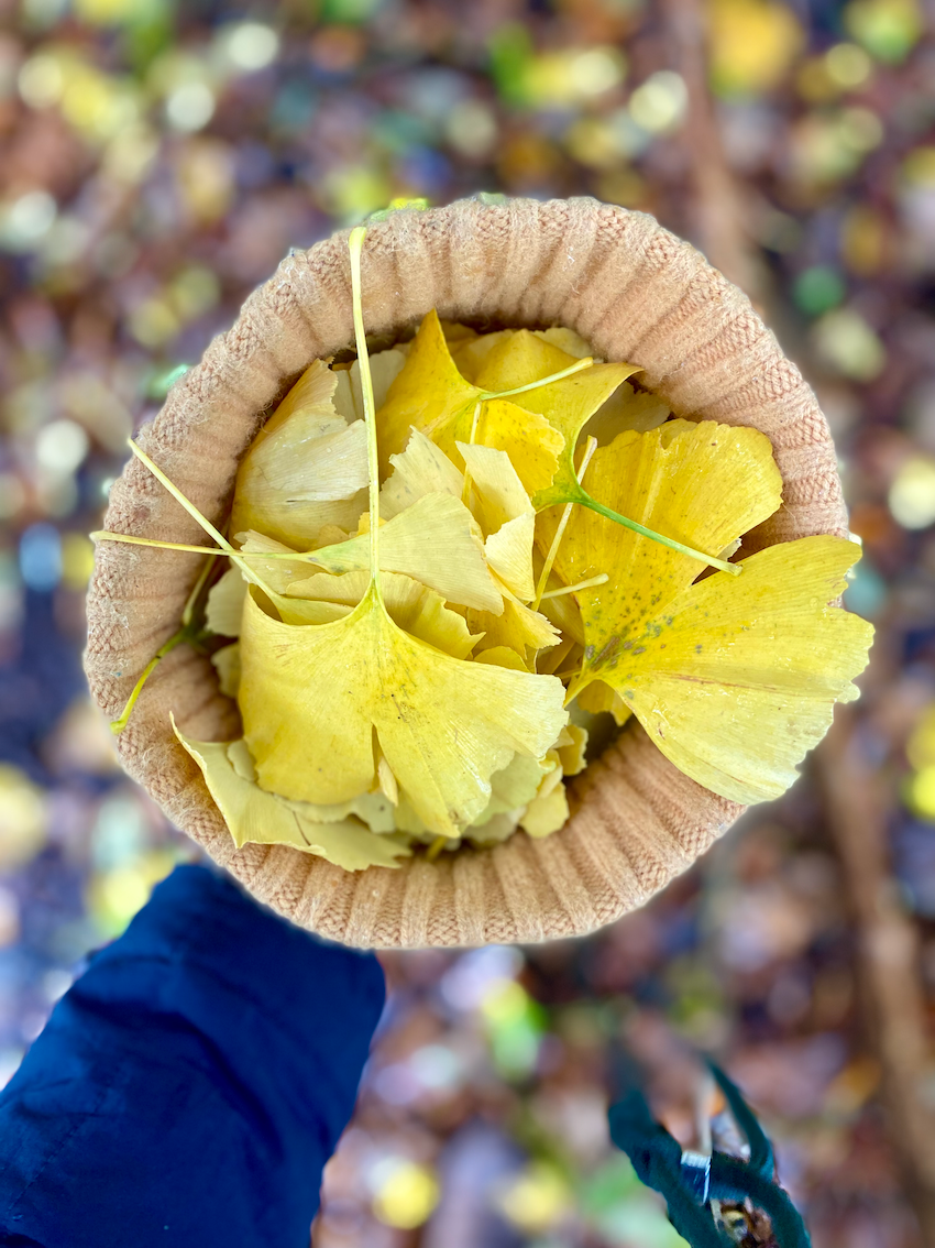 Ginkgo Tincture