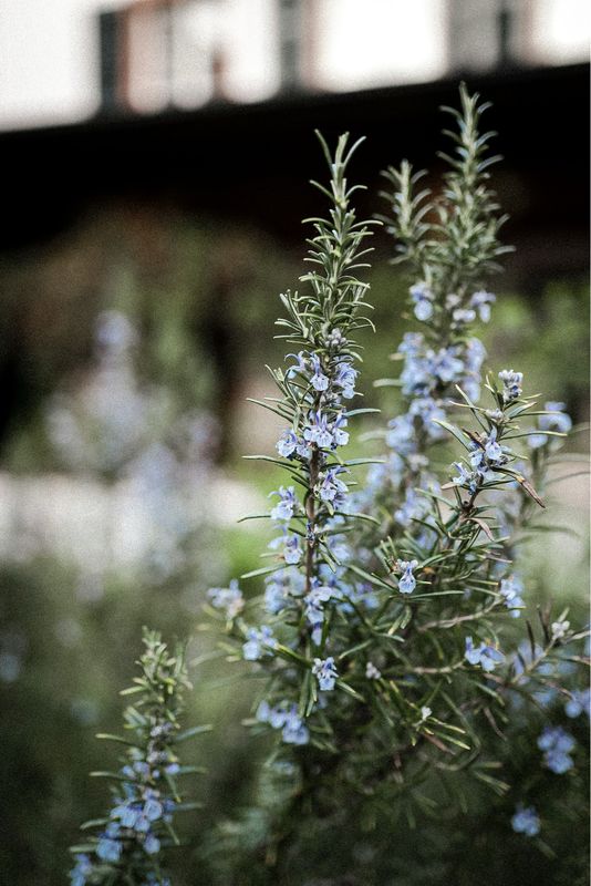​Rosemary Tincture