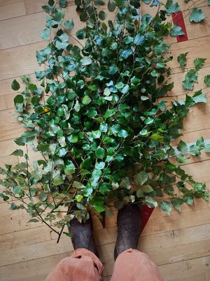 Birch Leaf Tincture