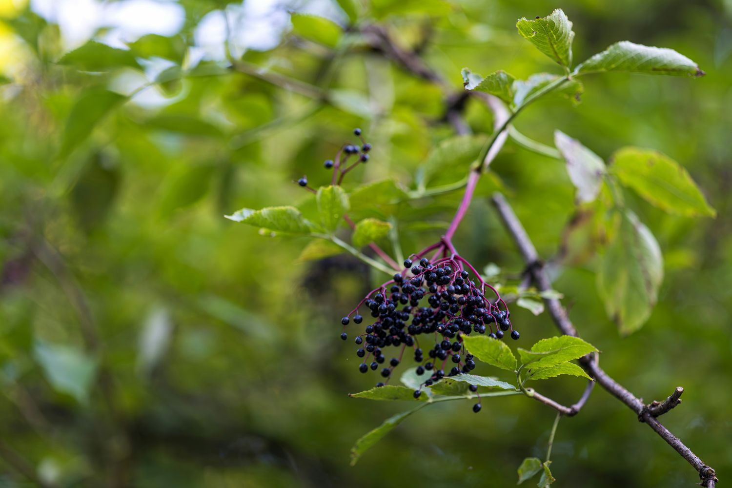 Elderberry Tincture