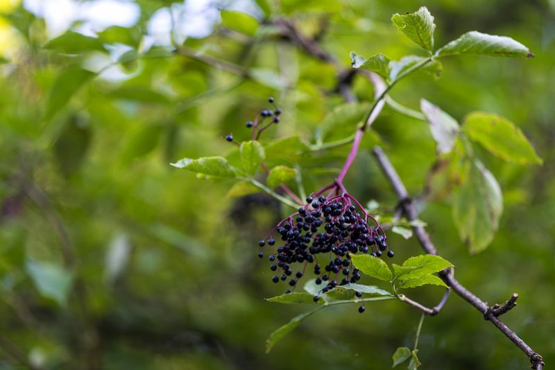 Elderberry Tincture