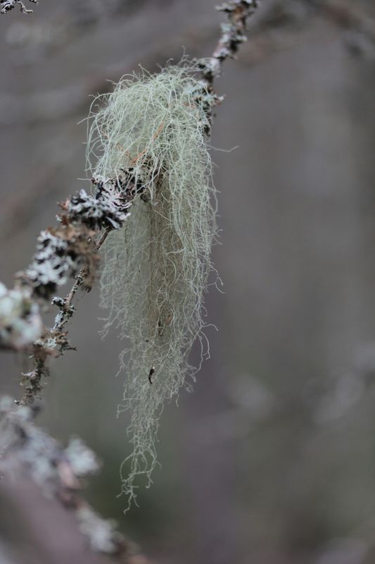 Usnea Double Extract