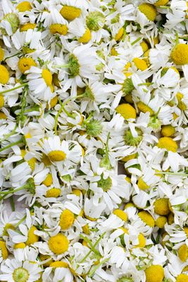 Chamomile Tincture