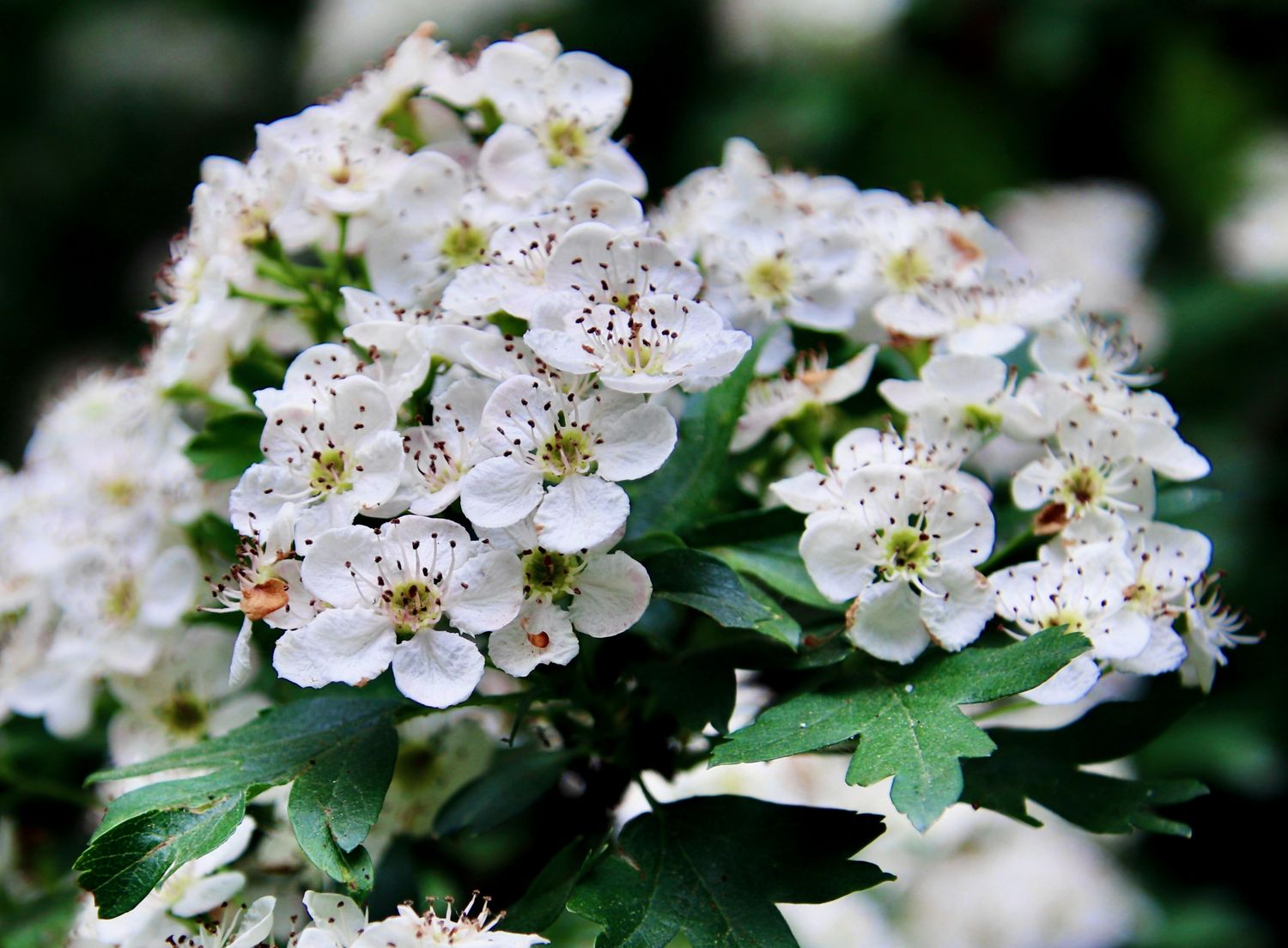Hawthorn Tops Tincture 