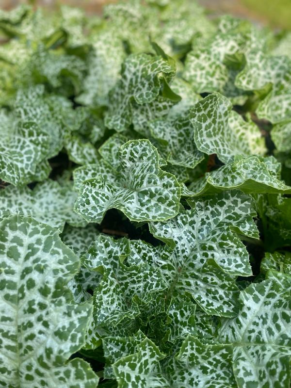 ​Milk Thistle Tincture