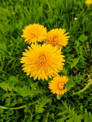 Dandelion Root Tincture