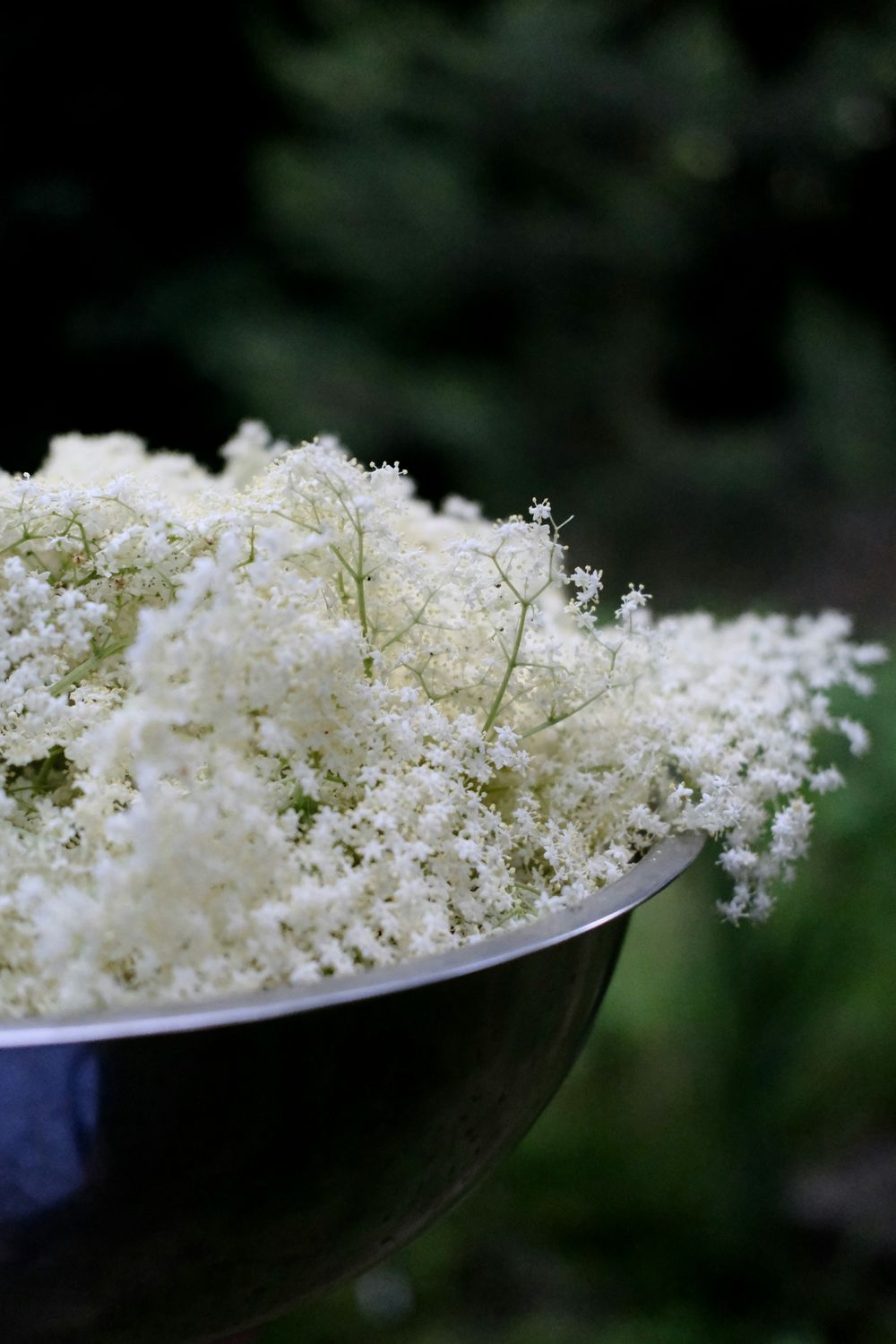 ​Elderflower Double-Extracted Tincture