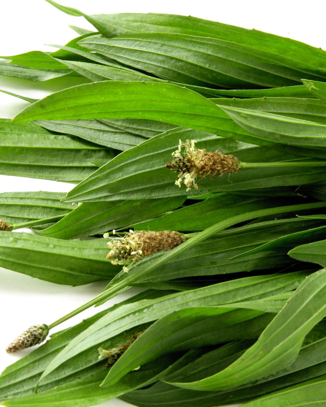 Plantain Tincture