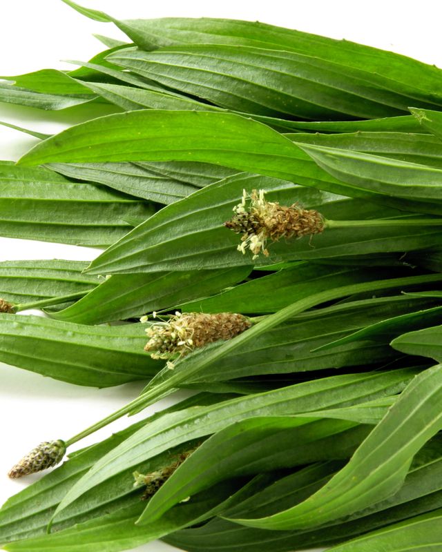 Plantain Tincture