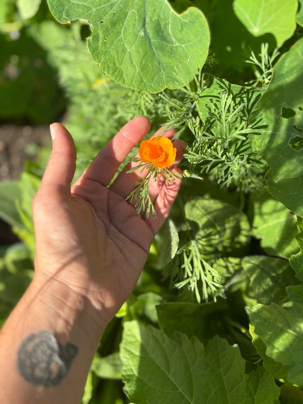 California Poppy Tincture