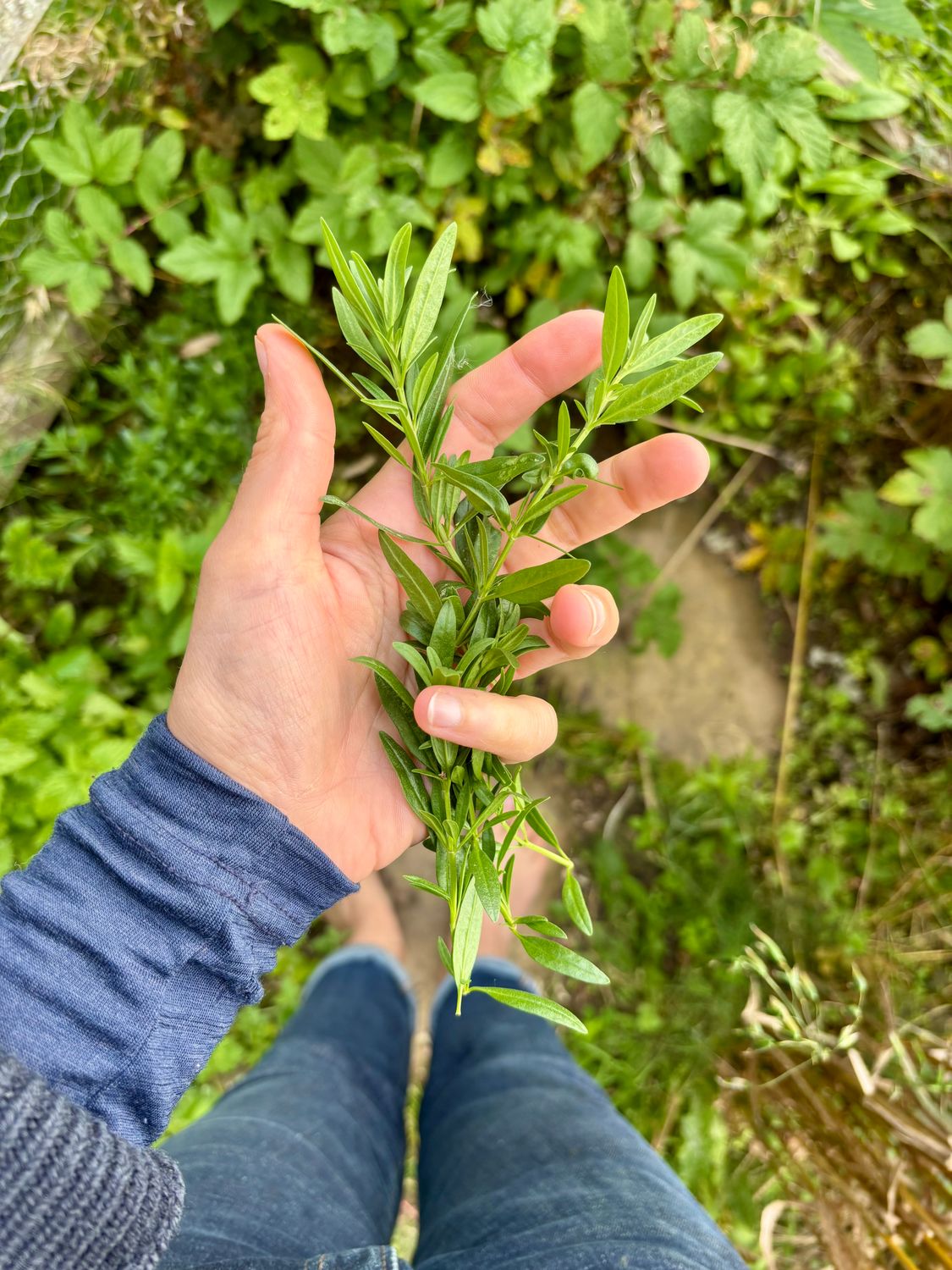 Hyssop Tincture