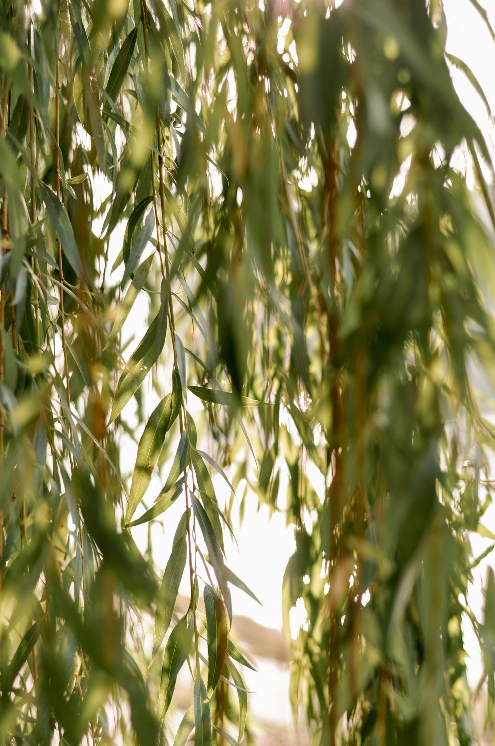 White Willow Tincture