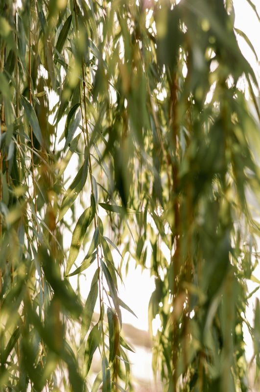 White Willow Tincture