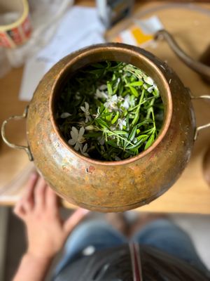 Mexican Orange Blossom &amp; Birch Polypore Hydrosol