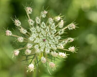 Queen Anne's Lace Tincture
