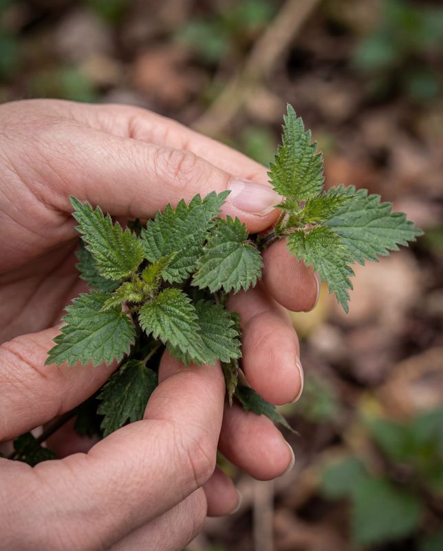 Nettle Leaf Tincture