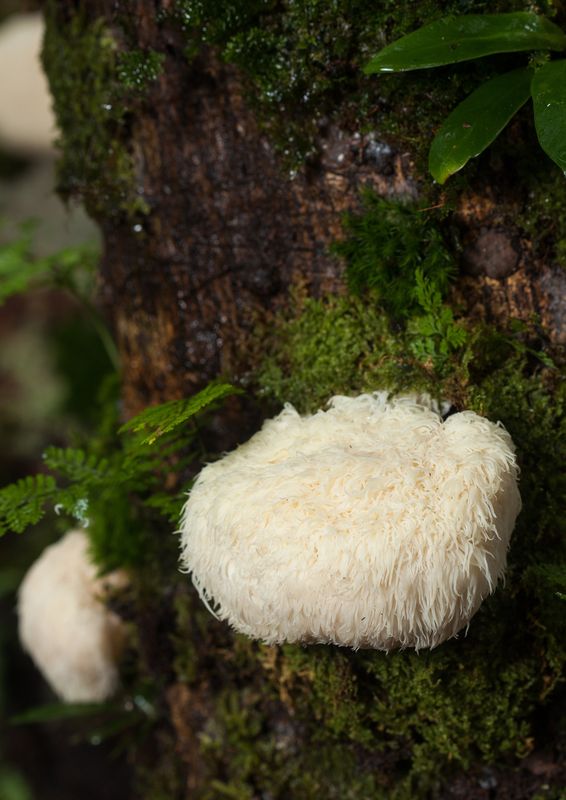 Lion's Mane Triple Extract