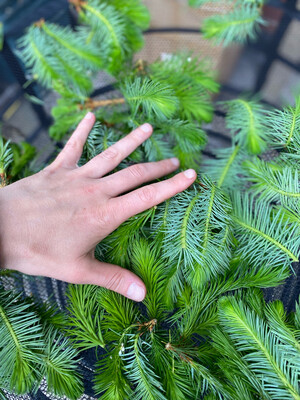 Spruce Tips Tincture