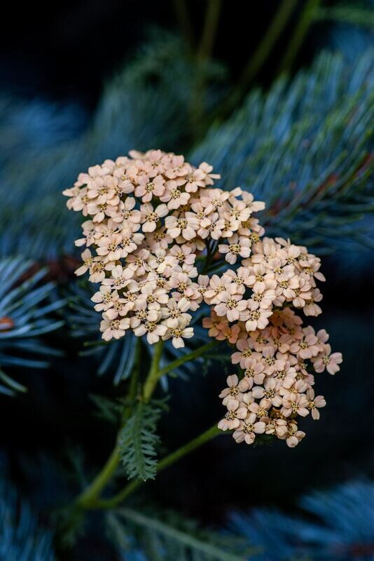 Yarrow Tincture