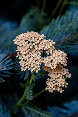 Yarrow Tincture
