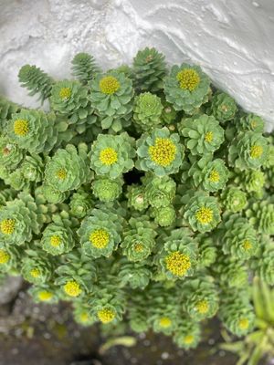 Rhodiola Tincture