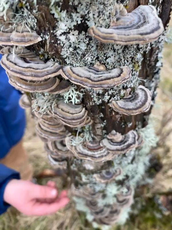 Turkey Tail Triple Extract