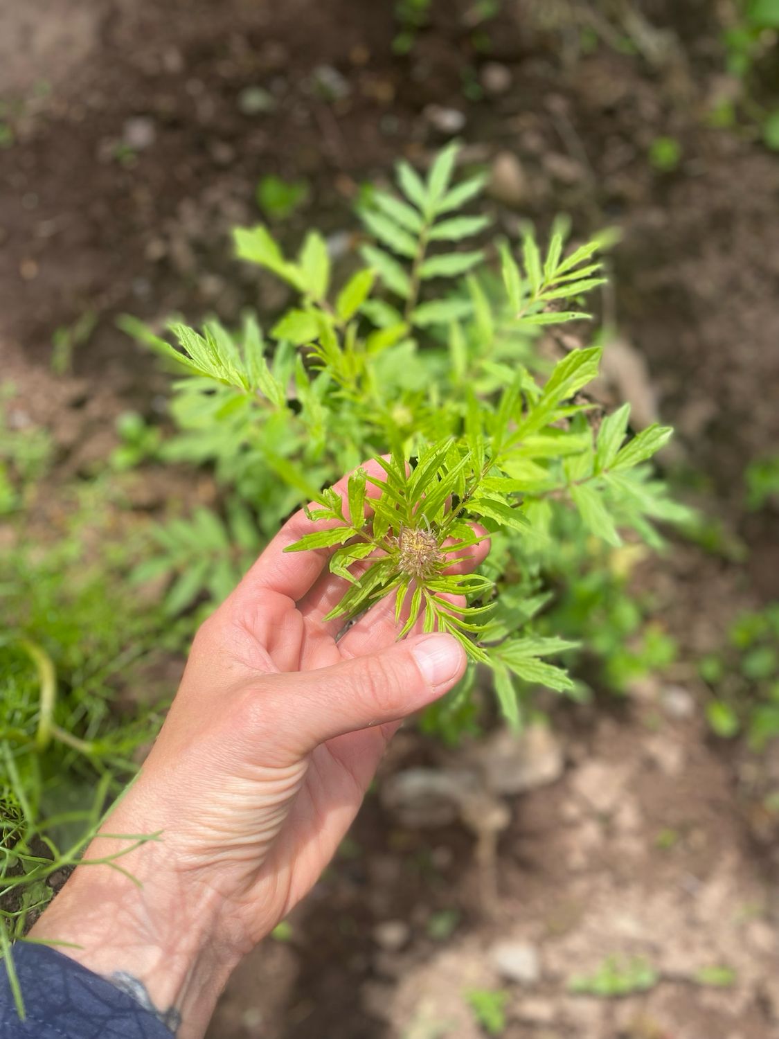 Valerian Root Tincture