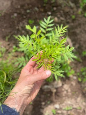 Valerian Root Tincture