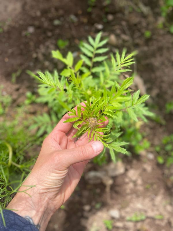 Valerian Root Tincture