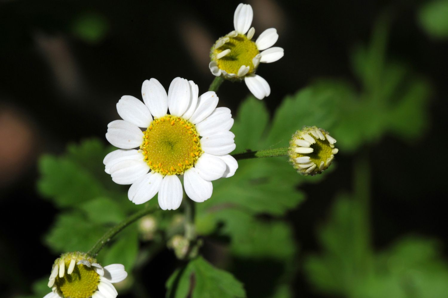 Feverfew Tincture