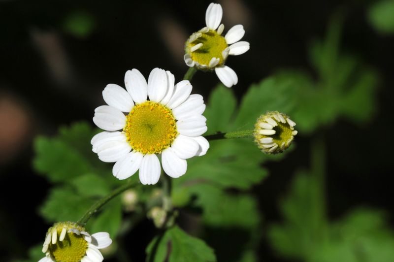 Feverfew Tincture