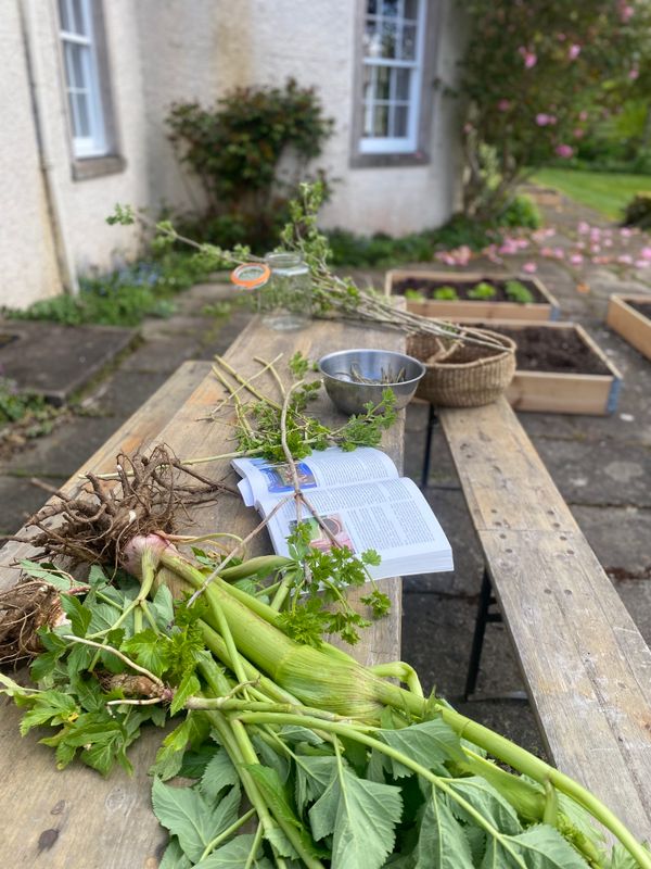 Autumn Herbal Immersion Weekend - October 24–25, 2026 - Highland Perthshire, Scotland